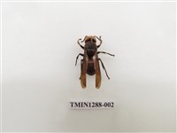 藏品(擬大虎頭蜂)的圖片